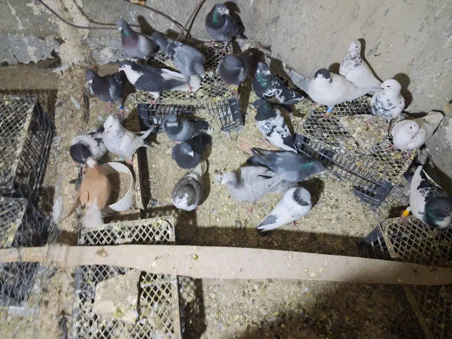 کفتر|پرنده|شیروان (خراسان), |دیوار