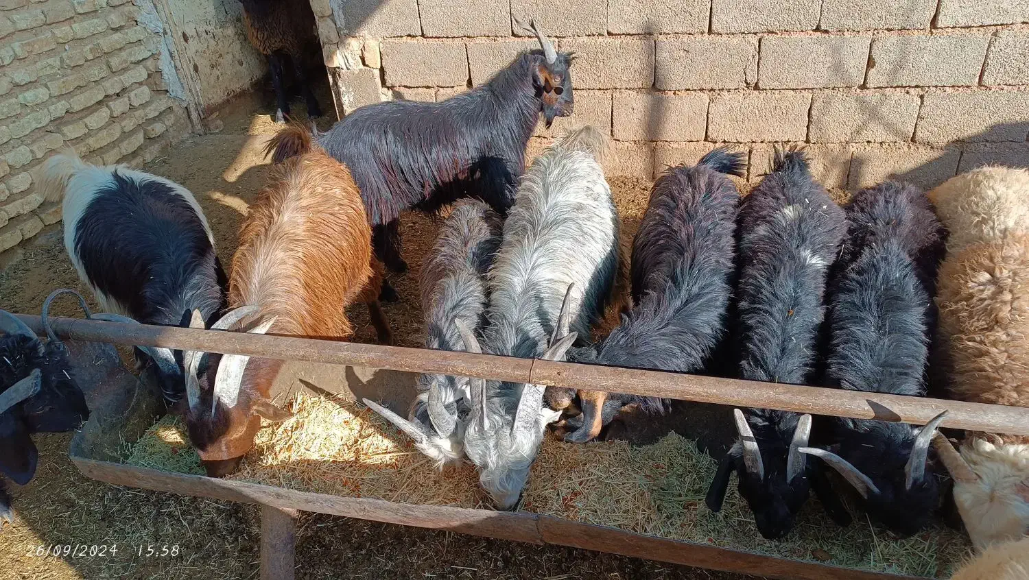 فروش کهره چاق تخت|حیوانات مزرعه|باغ صفا, |دیوار