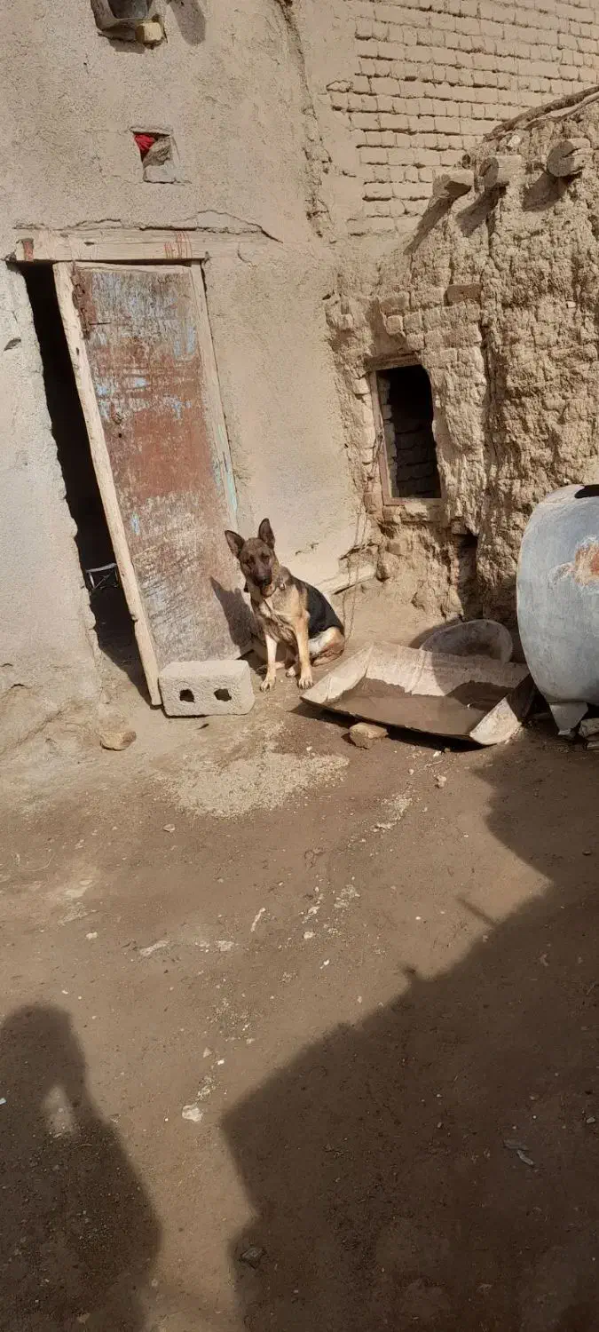 سگ ژرمن|سگ|همدان, |دیوار