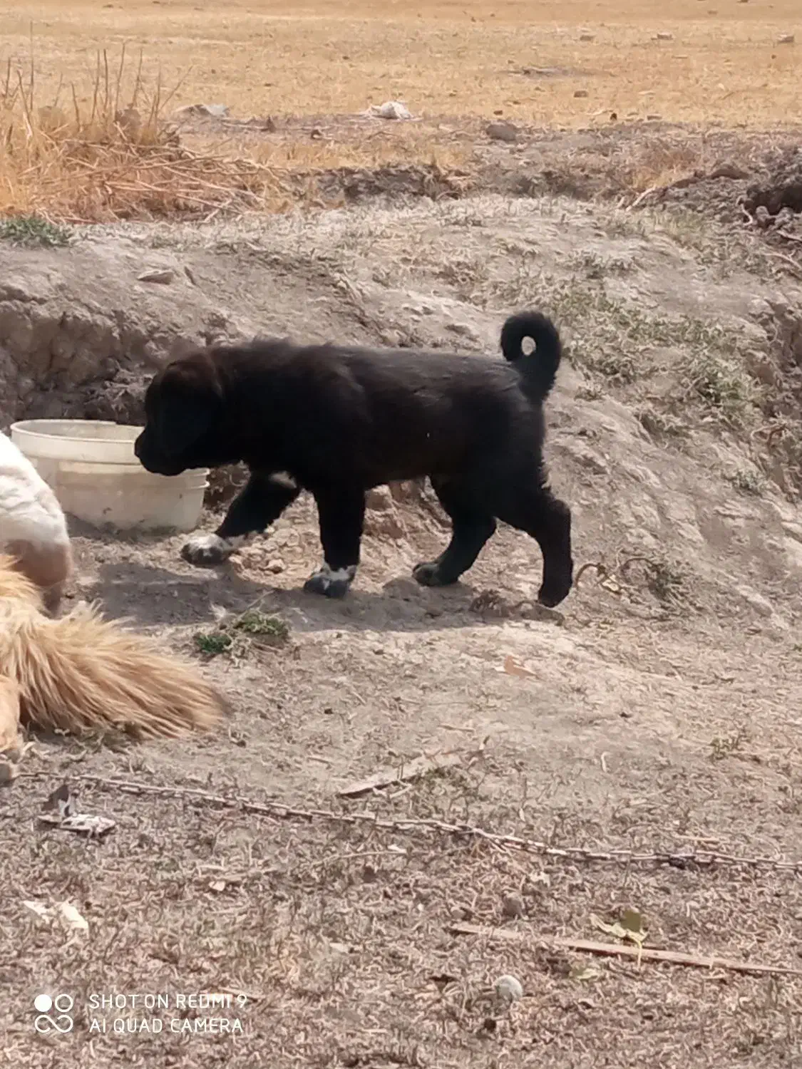 یکجفتتولهنروماده|سگ|شهرکرد, |دیوار