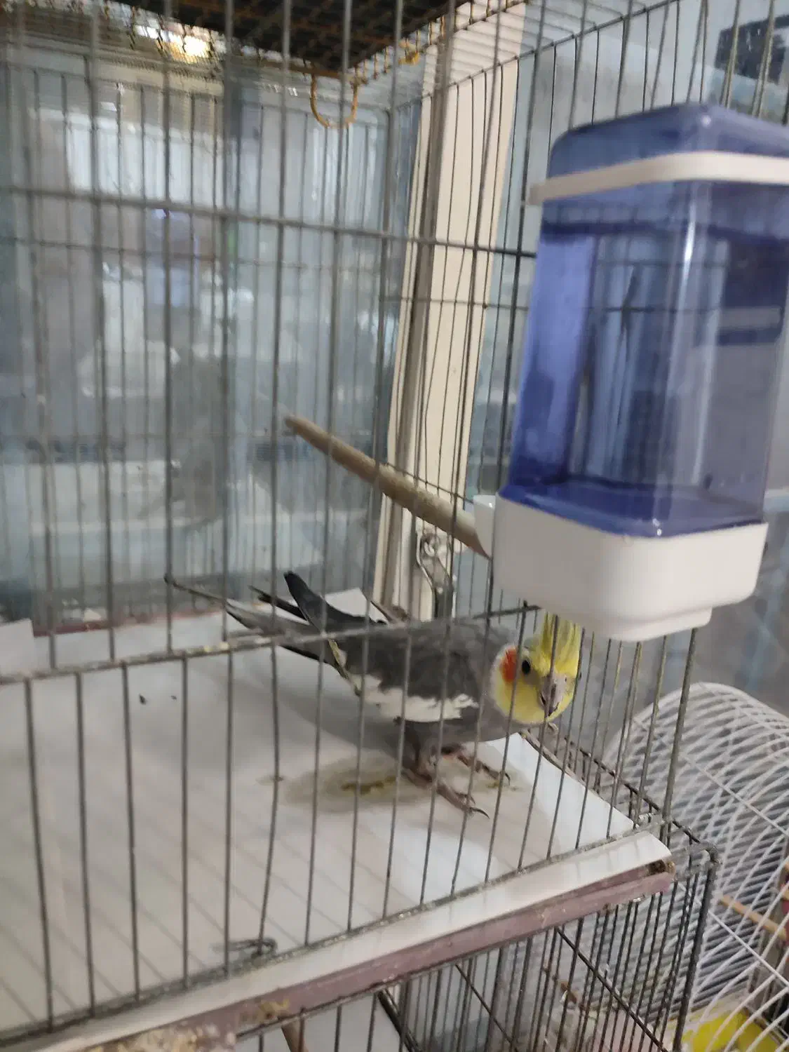 عروس هلندی .قناری.کوتوله برزلی|پرنده|بندرعباس, |دیوار