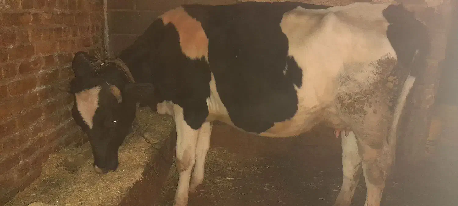 فروشی|حیوانات مزرعه|کوهرنگ, |دیوار