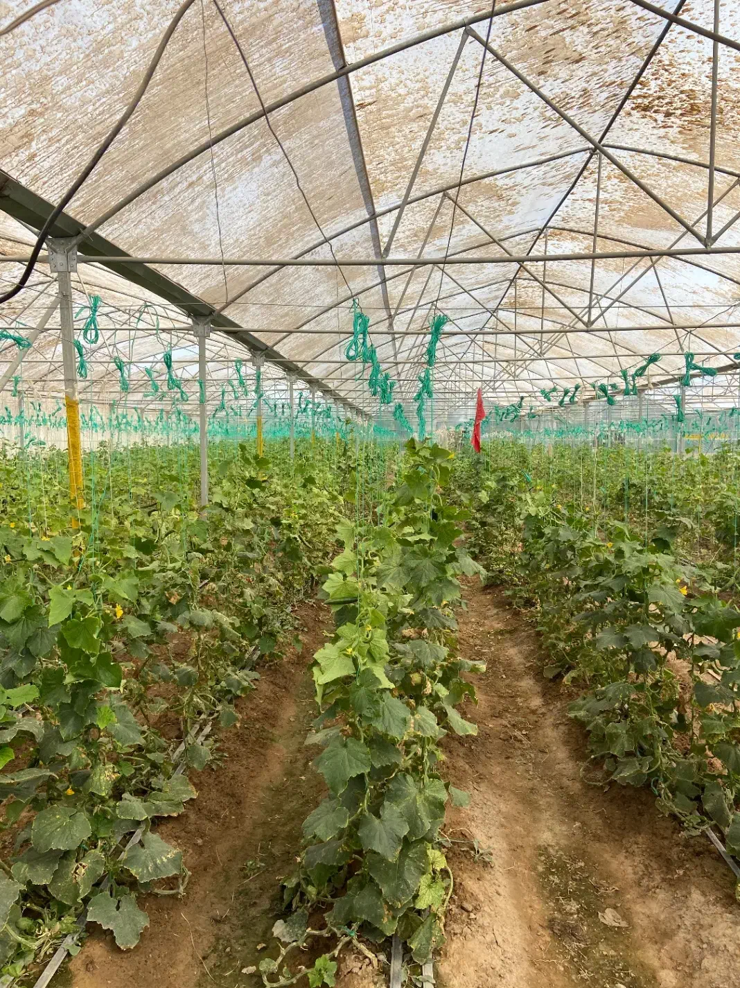 3800 متر سازه گلخانه با پلاستیک و تجهیزات|عمده‌فروشی|شهریار, بکه|دیوار