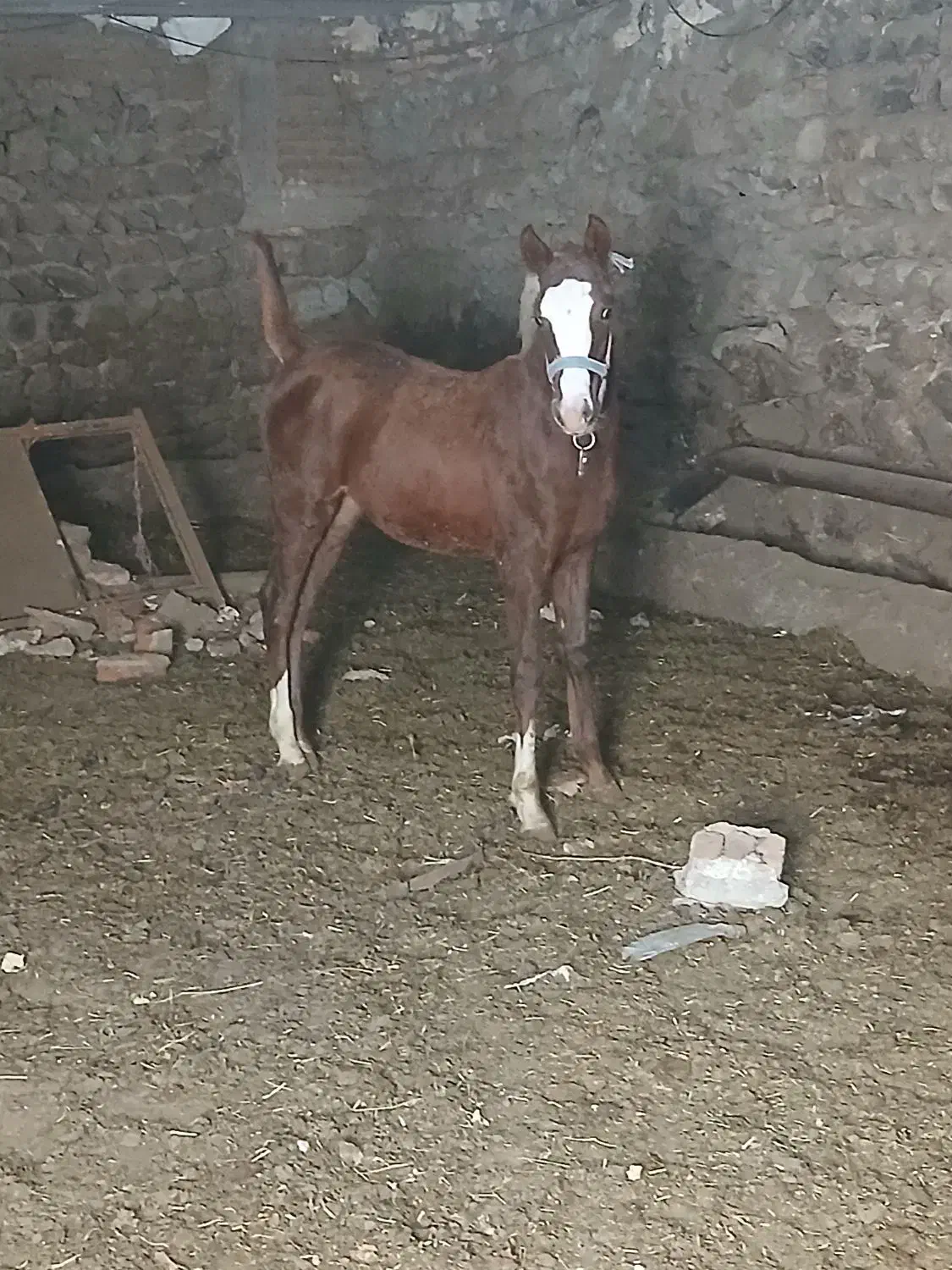 کره نر شش ماهه|اسب و تجهیزات اسب‌سواری|سرعین, |دیوار