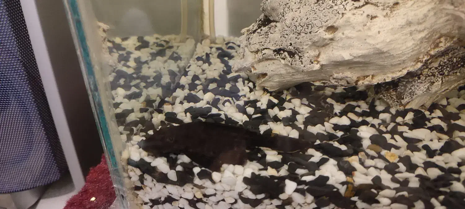 لجن خار|ماهی|نهاوند, |دیوار