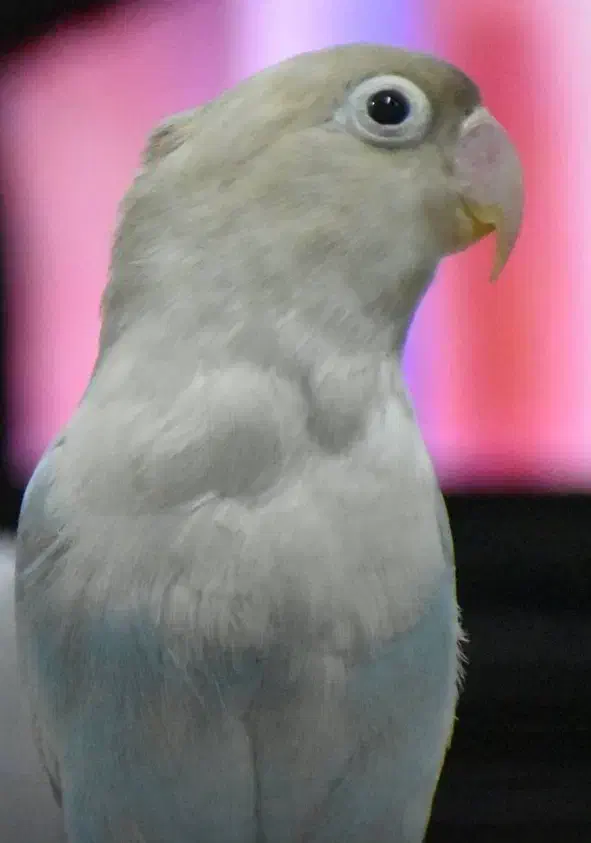 طوطی برزیلی|پرنده|ری, صفاییه (چشمه علی)|دیوار