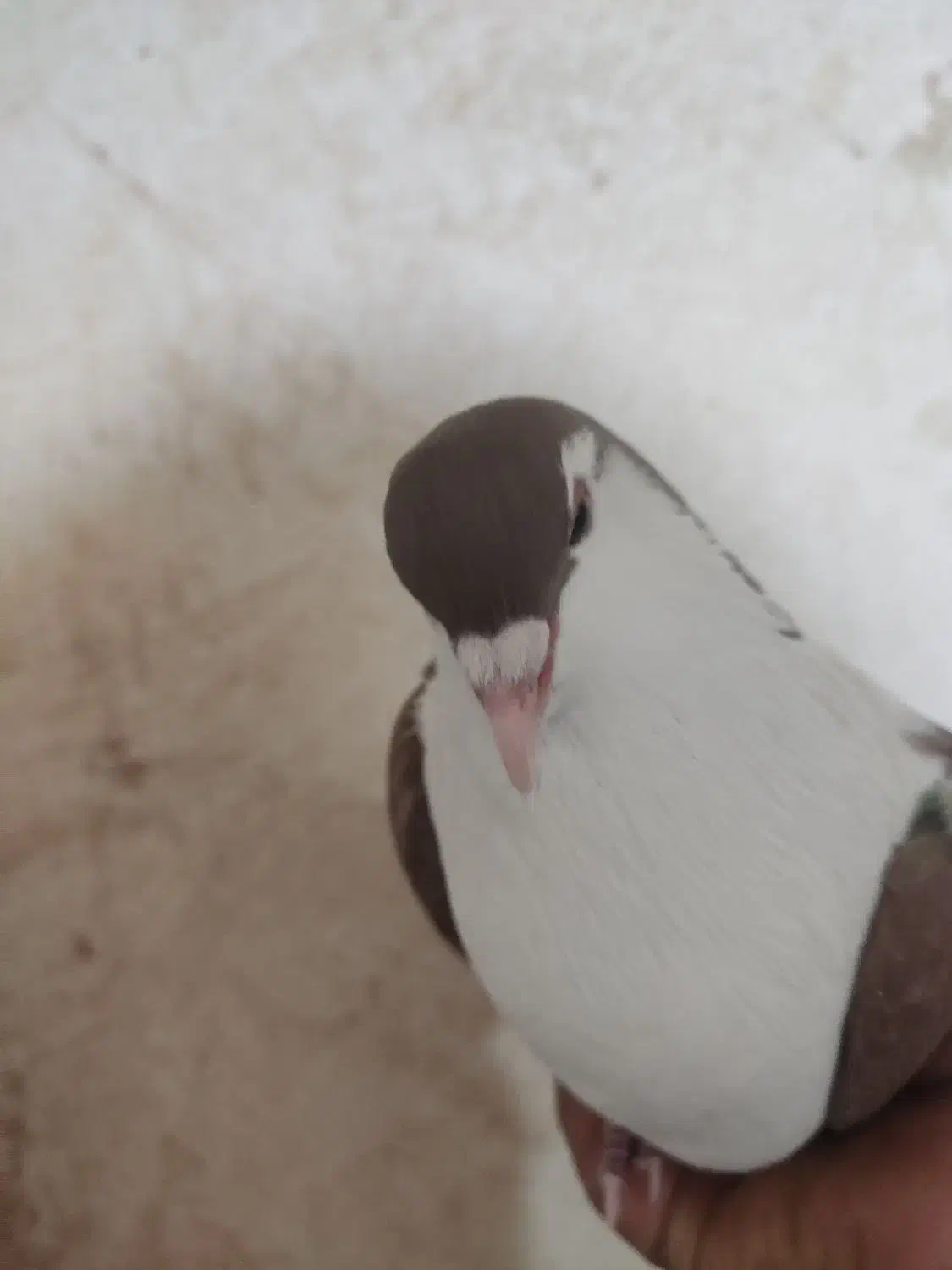 کفتر یکت پلاس سیاه و کفتر دوکت پلاس|پرنده|قم, شهر قائم|دیوار