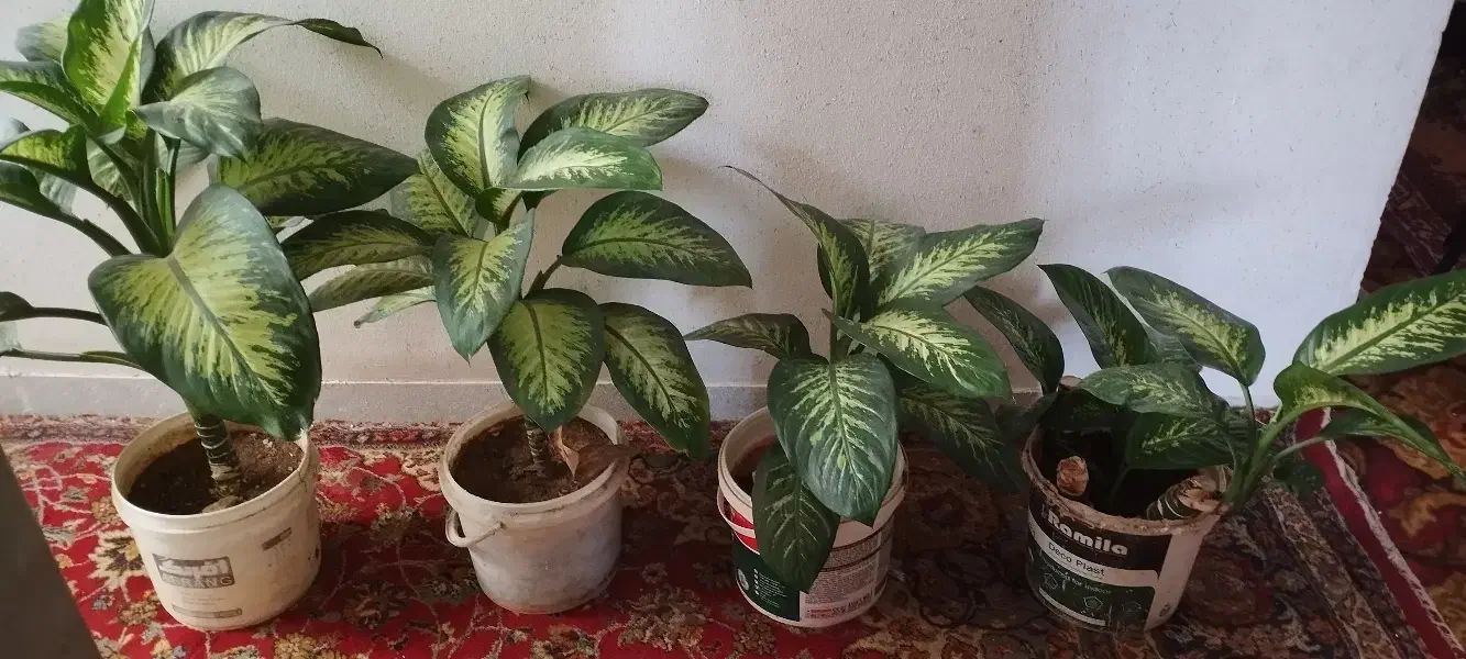 گل آیارتمانی دیفن باخ|گل و گیاه طبیعی|یاسوج, |دیوار