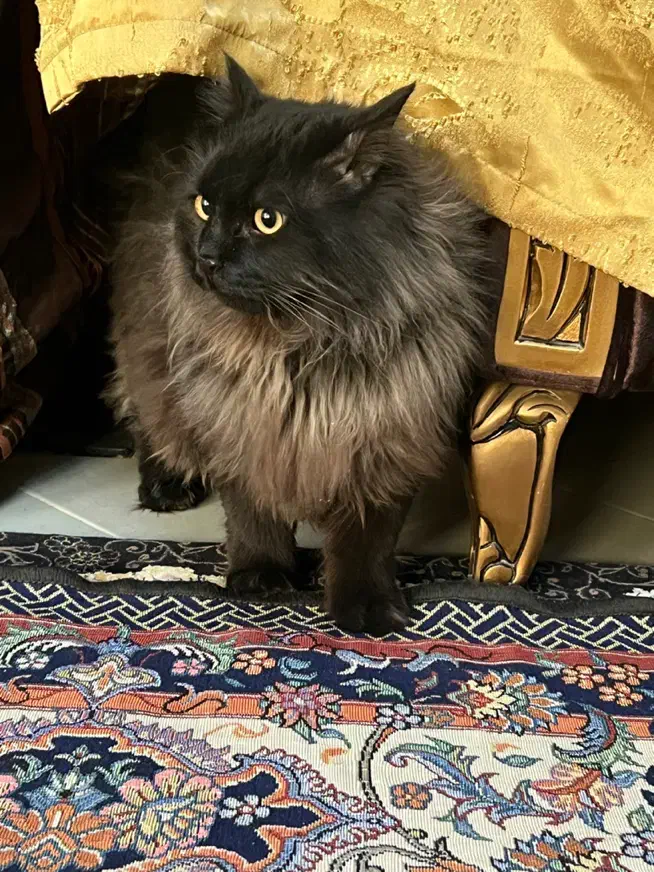 فروش گربه مینکون+ پرشین|گربه|کرمان, |دیوار