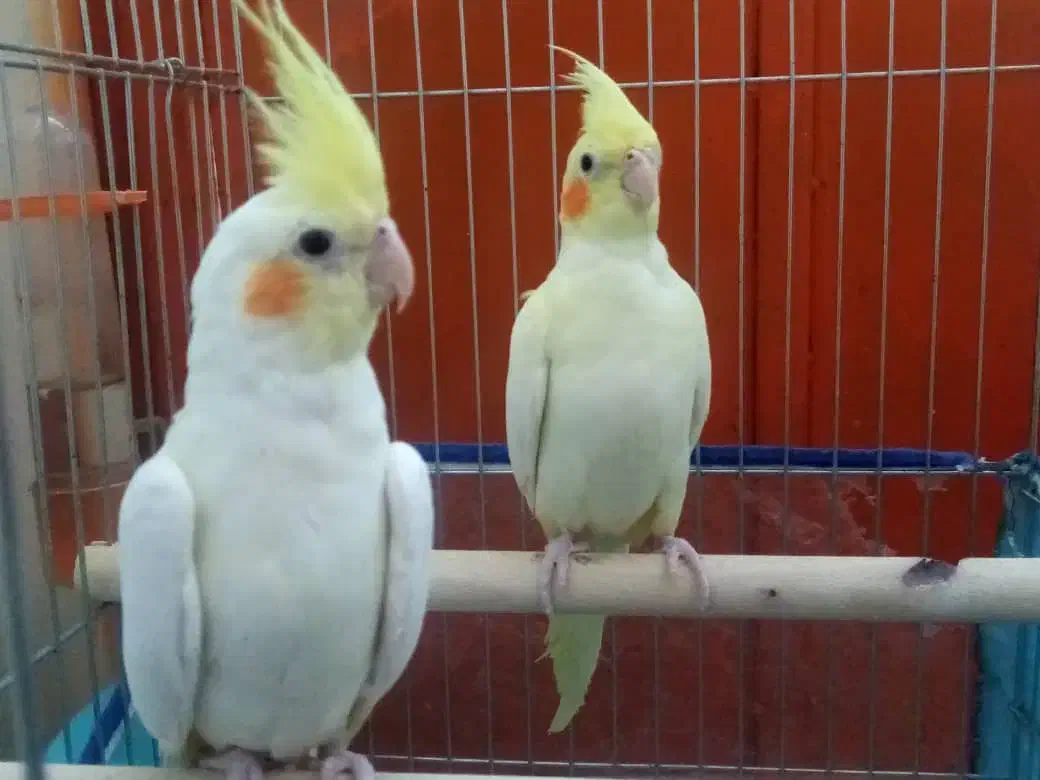 عروس هلندی|پرنده|لامرد, |دیوار