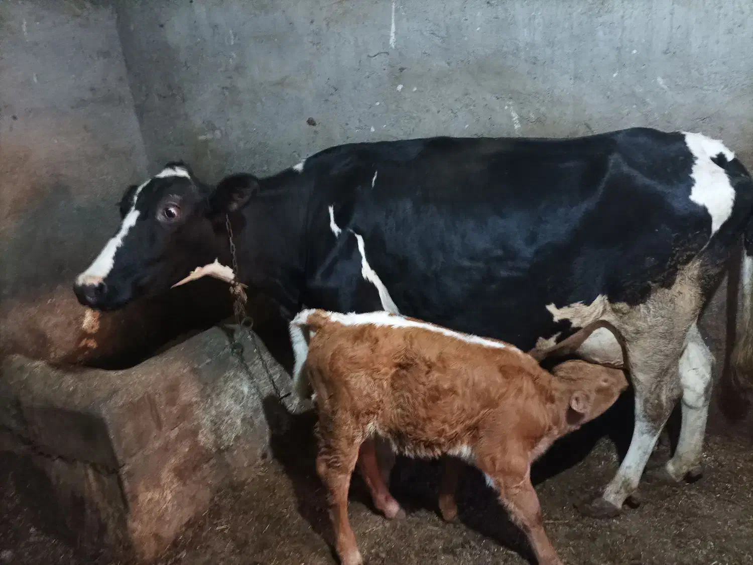 گاو شیری هلشتاین به همراه گوساله ماده سیمینتال|حیوانات مزرعه|ایجرود, |دیوار