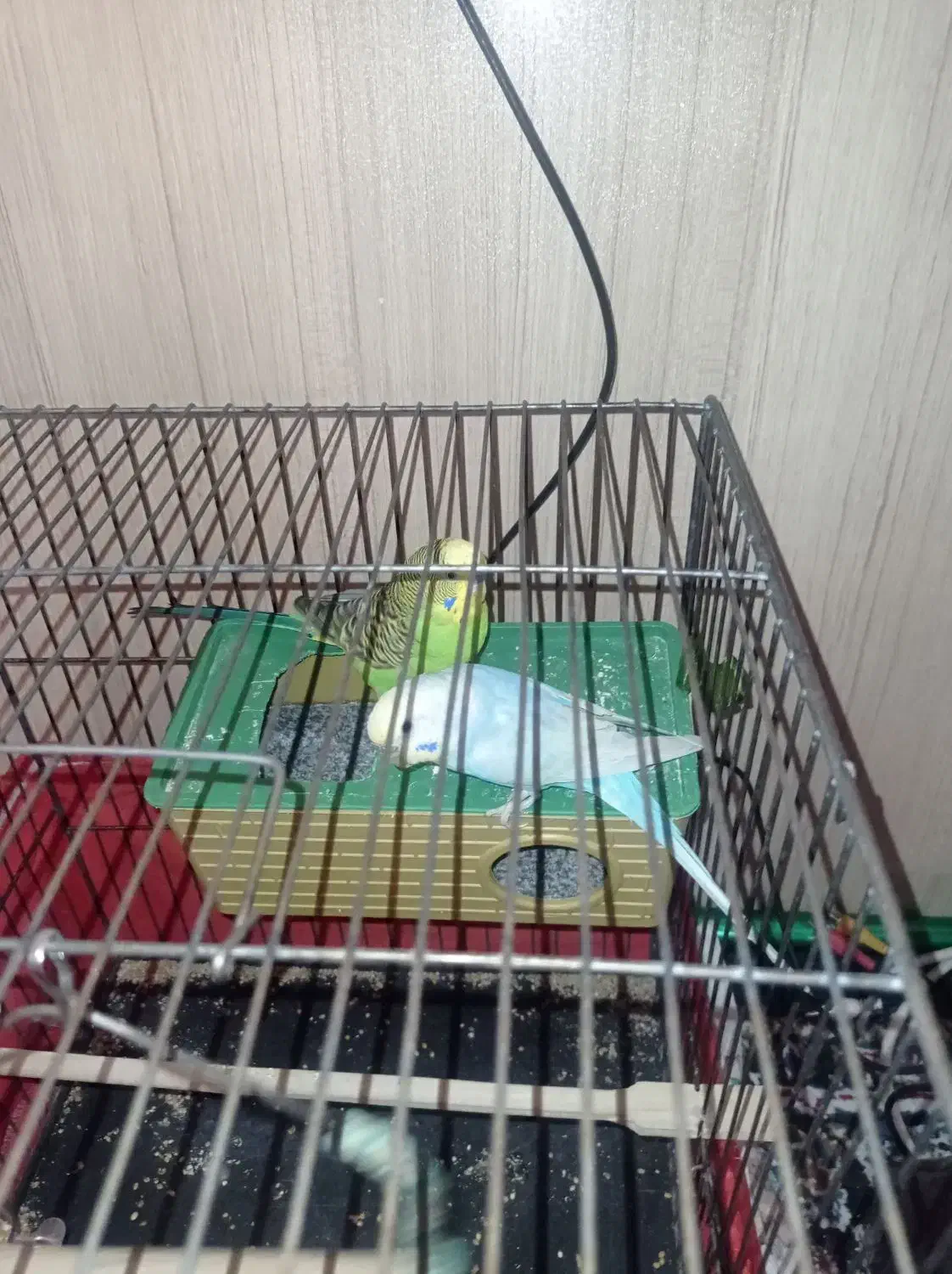 مرغ عشق|پرنده|محمدشهر, محمدشهر|دیوار