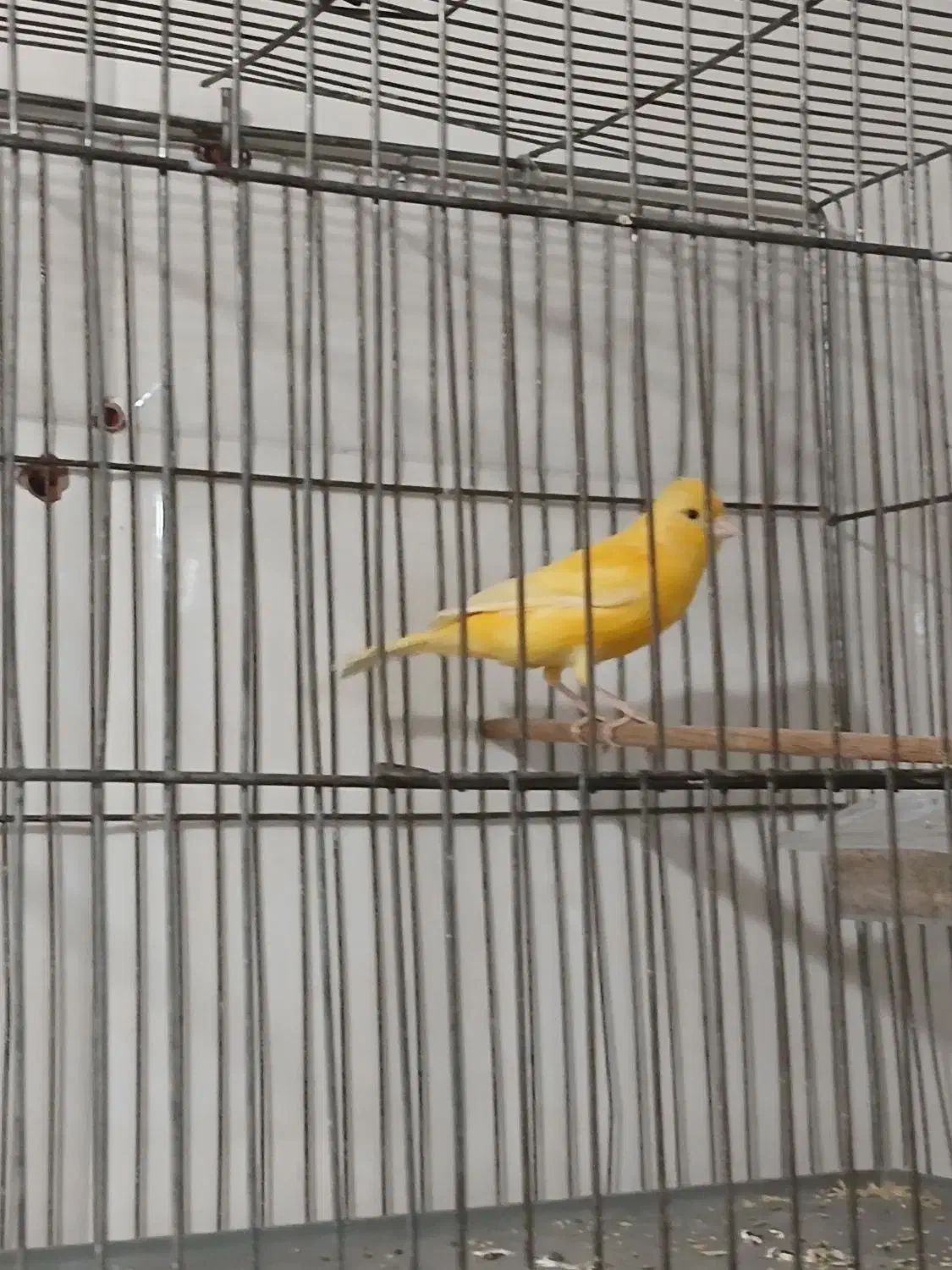 قناری نر بخون|پرنده|تهران, کیانشهر|دیوار