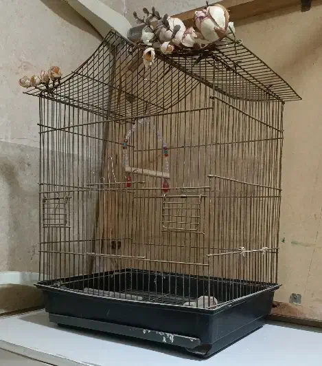 قفس پرنده|لوازم جانبی حیوانات|شهر ری, دیلمان|دیوار