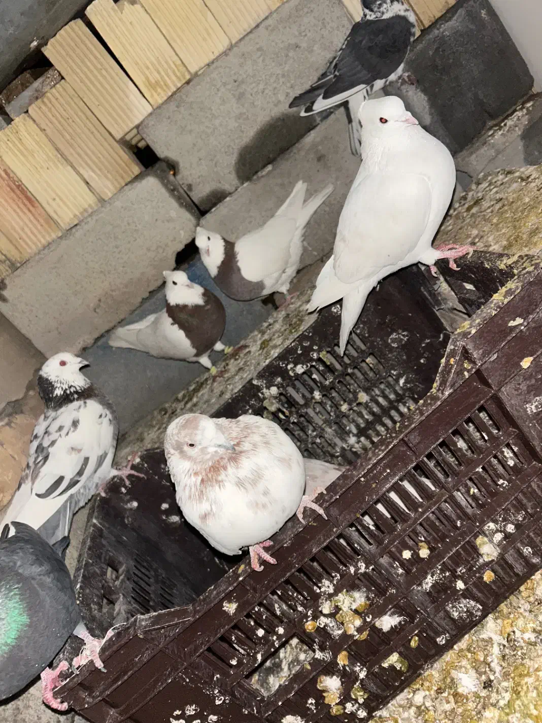 چند عدد کبوتر|پرنده|لردگان, |دیوار