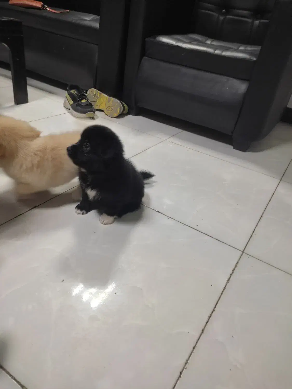 سگ پامر / شینزو|سگ|گلبهار, شهر جدید گلبهار|دیوار