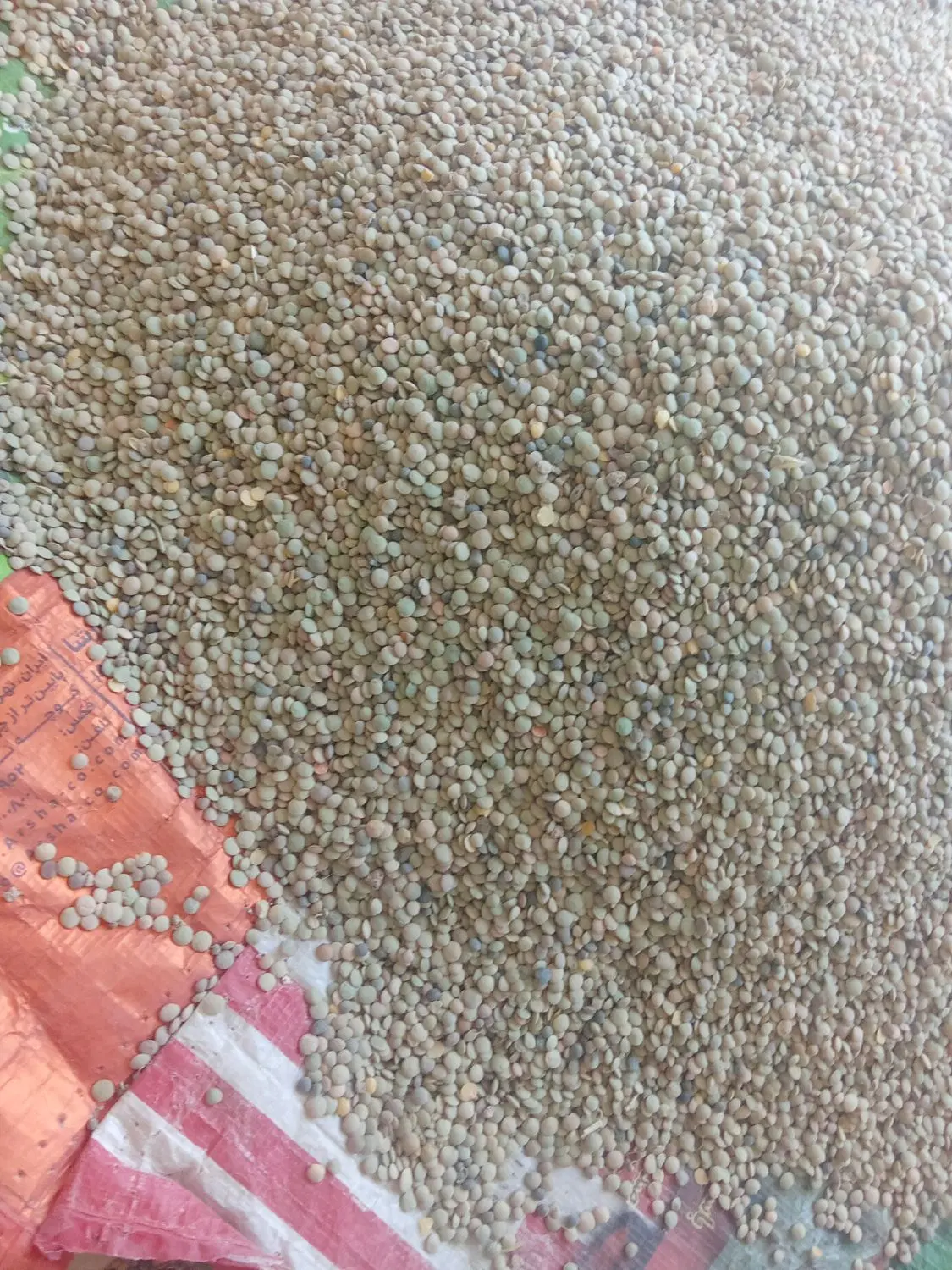 عدس|خوردنی و آشامیدنی|رومشکان, |دیوار