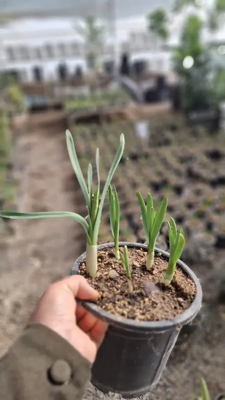 نرگس عطری|گل و گیاه طبیعی|قم, ولیعصر|دیوار