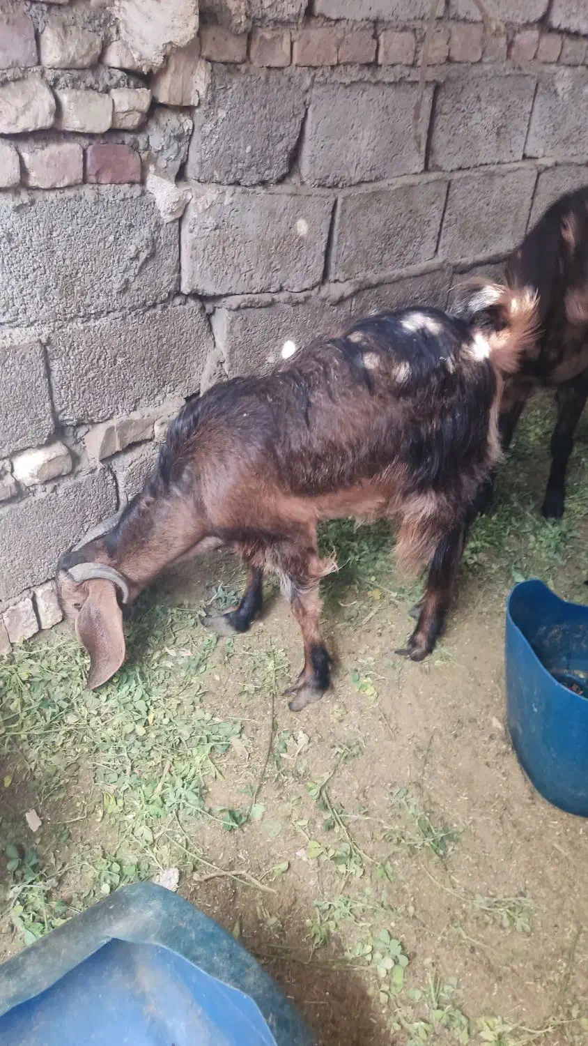 بز فروشی|حیوانات مزرعه|سراوان, |دیوار