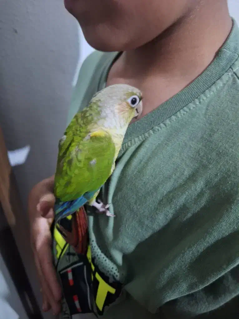 عروس هلندی هدلایت کوتوله گرینچک|پرنده|شیراز, فرودگاه شهید دستغیب شیراز|دیوار