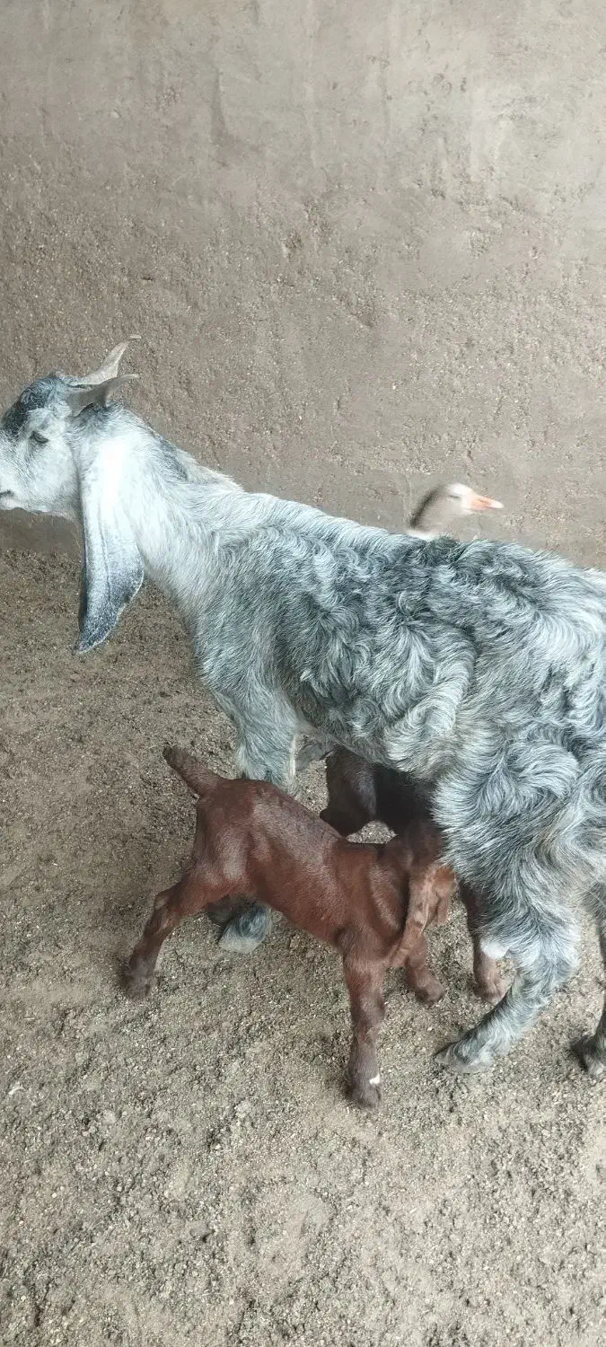 هویزه|حیوانات مزرعه|باوی, |دیوار