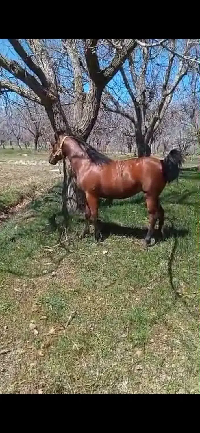 اسب|اسب و تجهیزات اسب‌سواری|تویسرکان, |دیوار