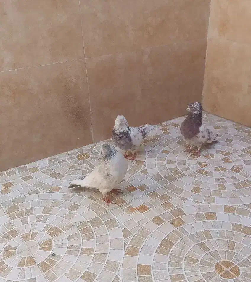 3تانر فروشی نشون دار ملاقی|پرنده|قم, نیروگاه|دیوار