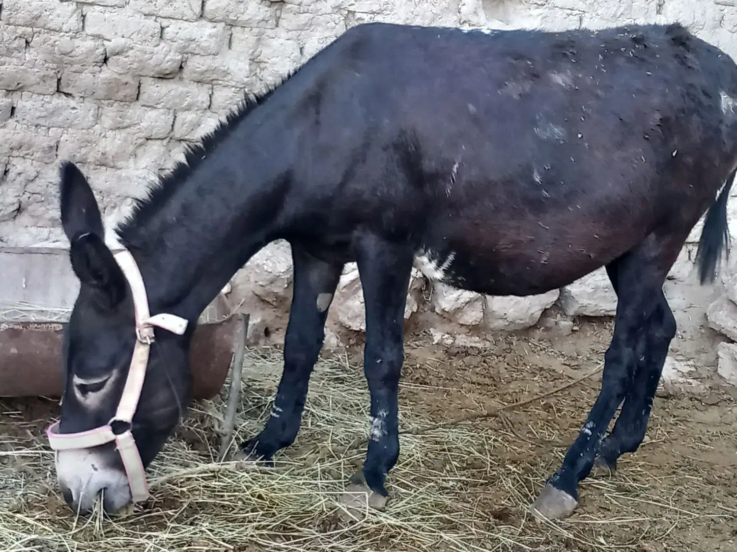 شیر خر ارگانیک|خوردنی و آشامیدنی|سلماس, |دیوار