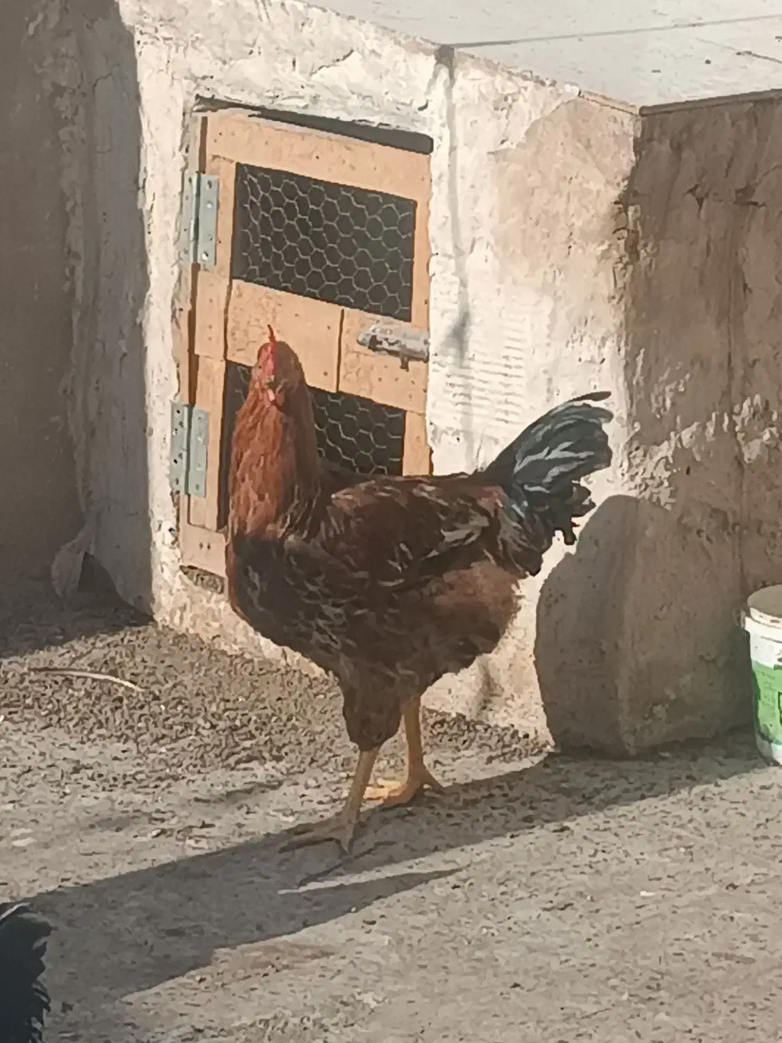 خروس محلی|حیوانات مزرعه|رباط‌کریم, شترخوار|دیوار