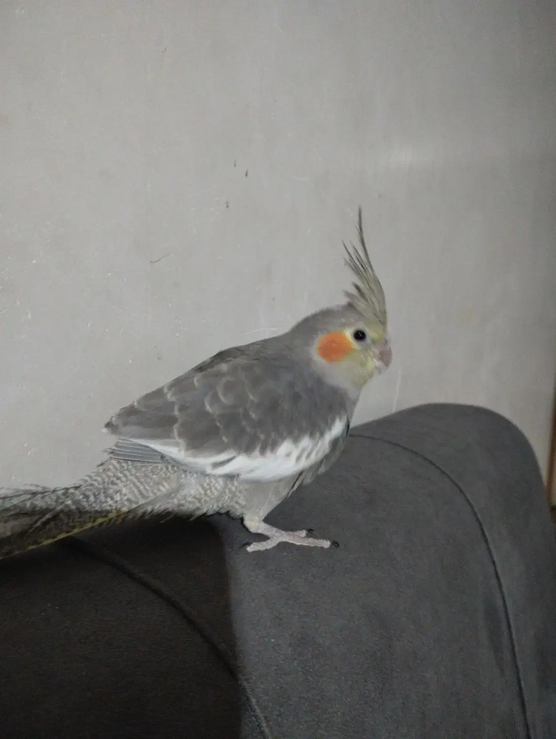 عروس هلندی جوجه دستی|پرنده|مشهد, شهید احمدی روشن|دیوار