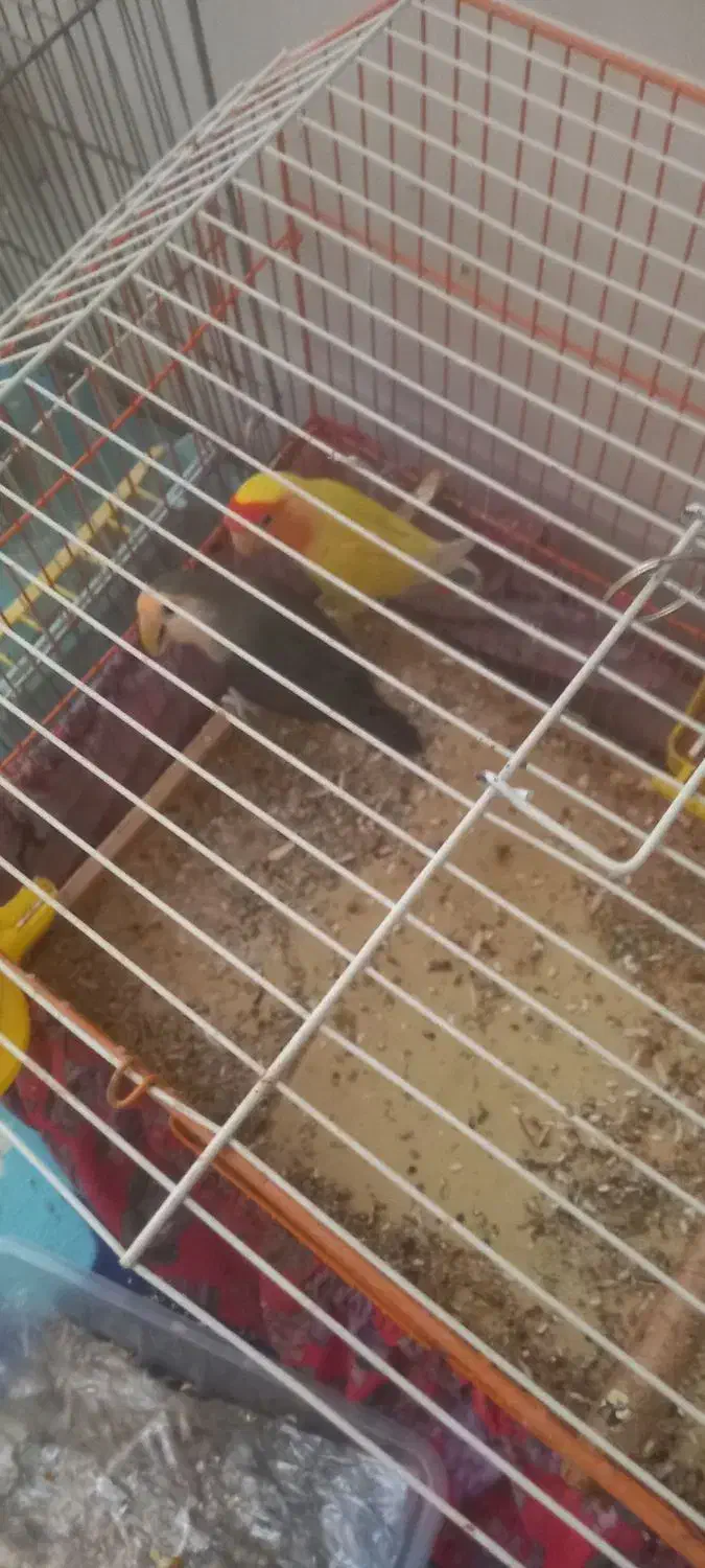 فروش طوطی برزیلی|پرنده|جهرم, |دیوار