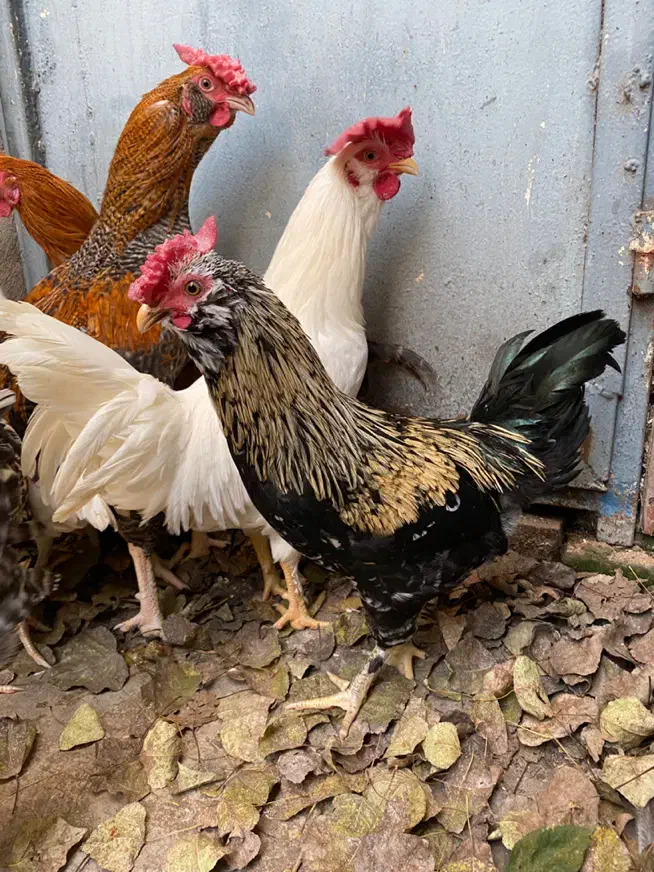 خروس دو رگ چهل تاج|حیوانات مزرعه|آمل, |دیوار