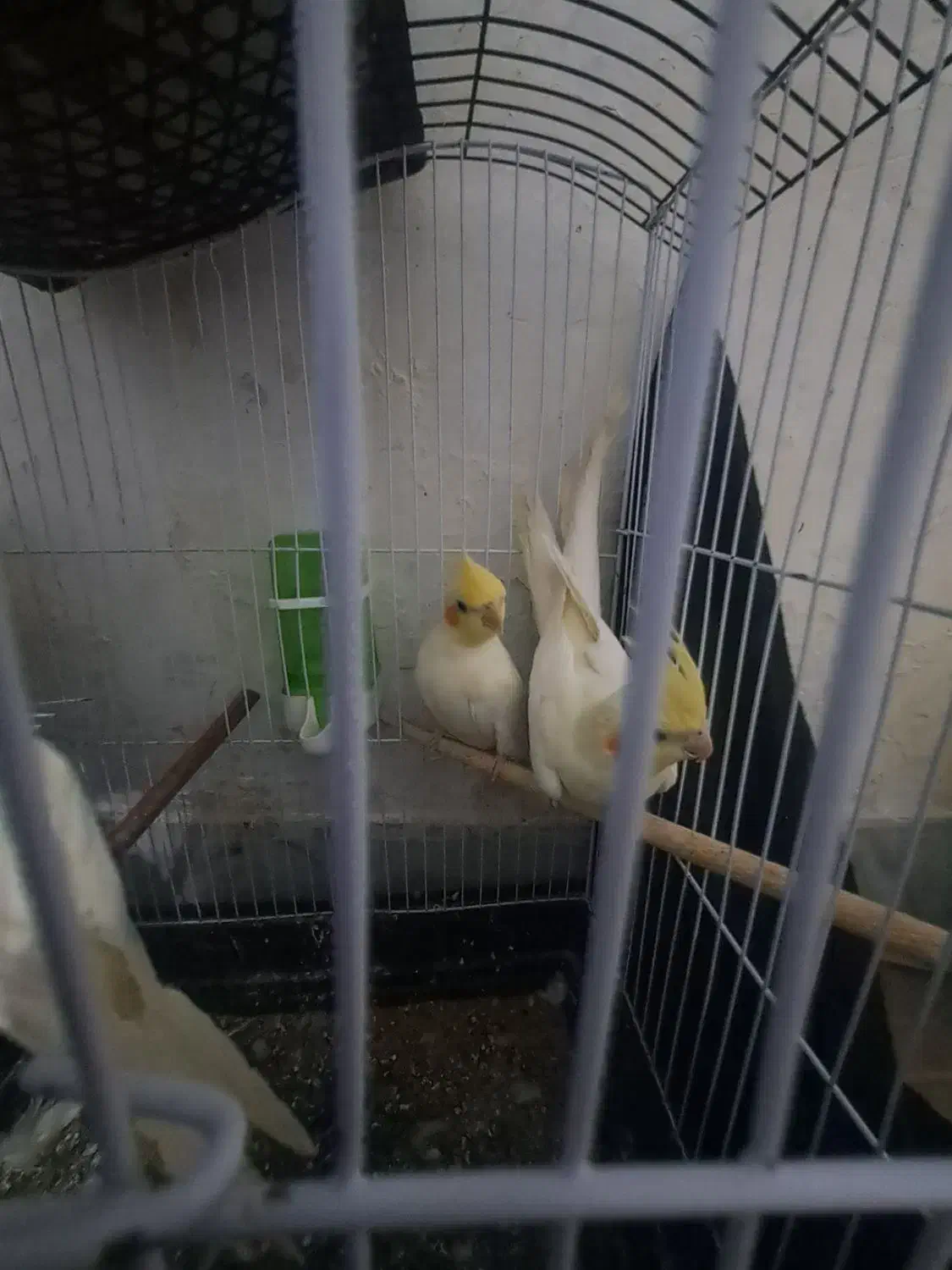 عروس هلندی مولد|پرنده|زاهدان, |دیوار