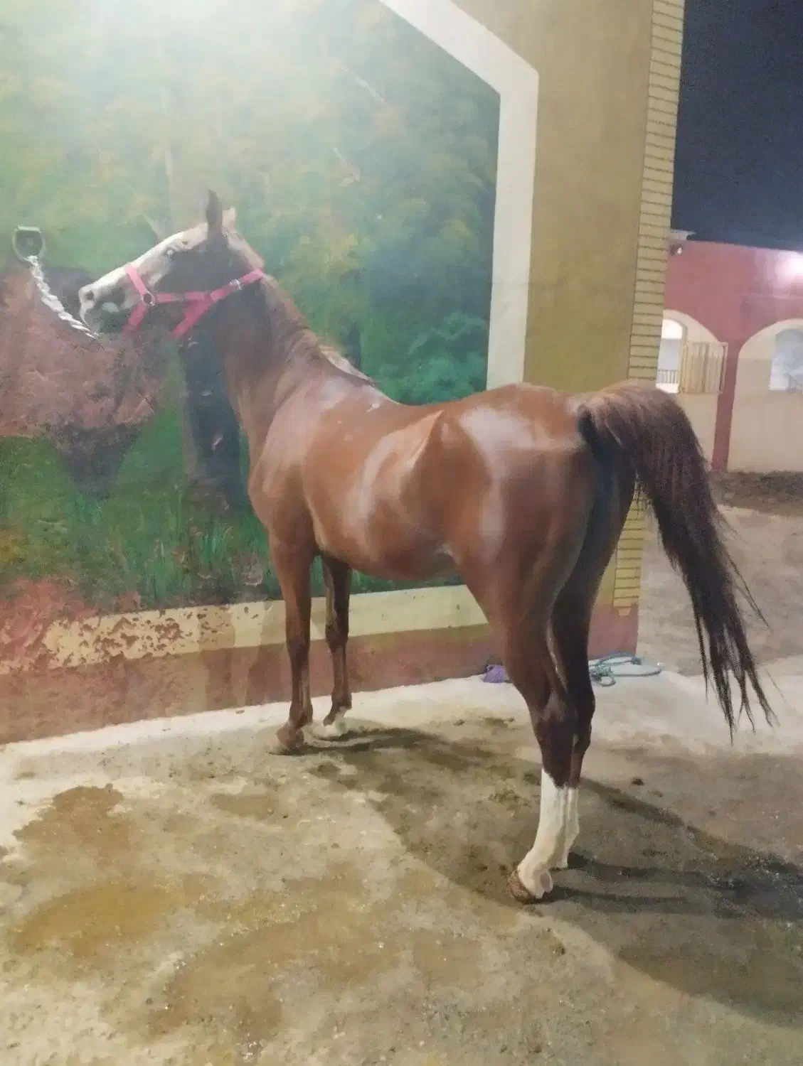 مادیان|اسب و تجهیزات اسبسواری|فولادشهر, سایت صنعتی کاوه|دیوار