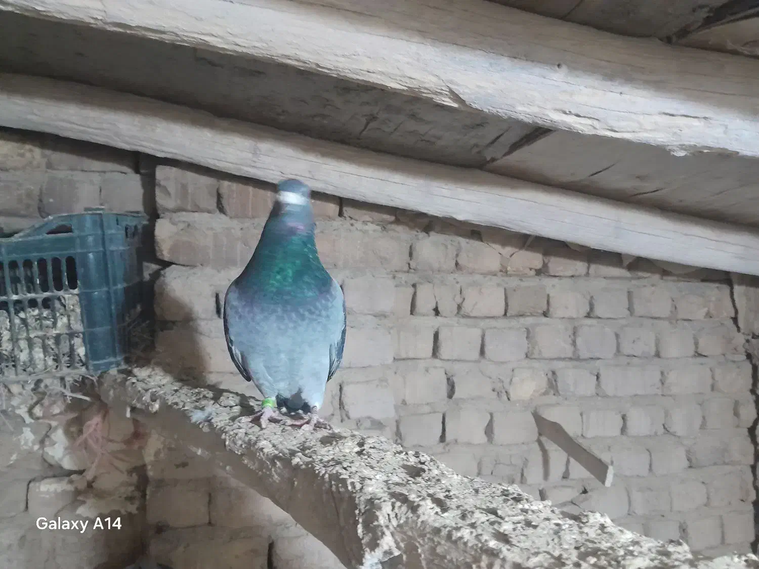 پلاکی|پرنده|بشاریات, |دیوار