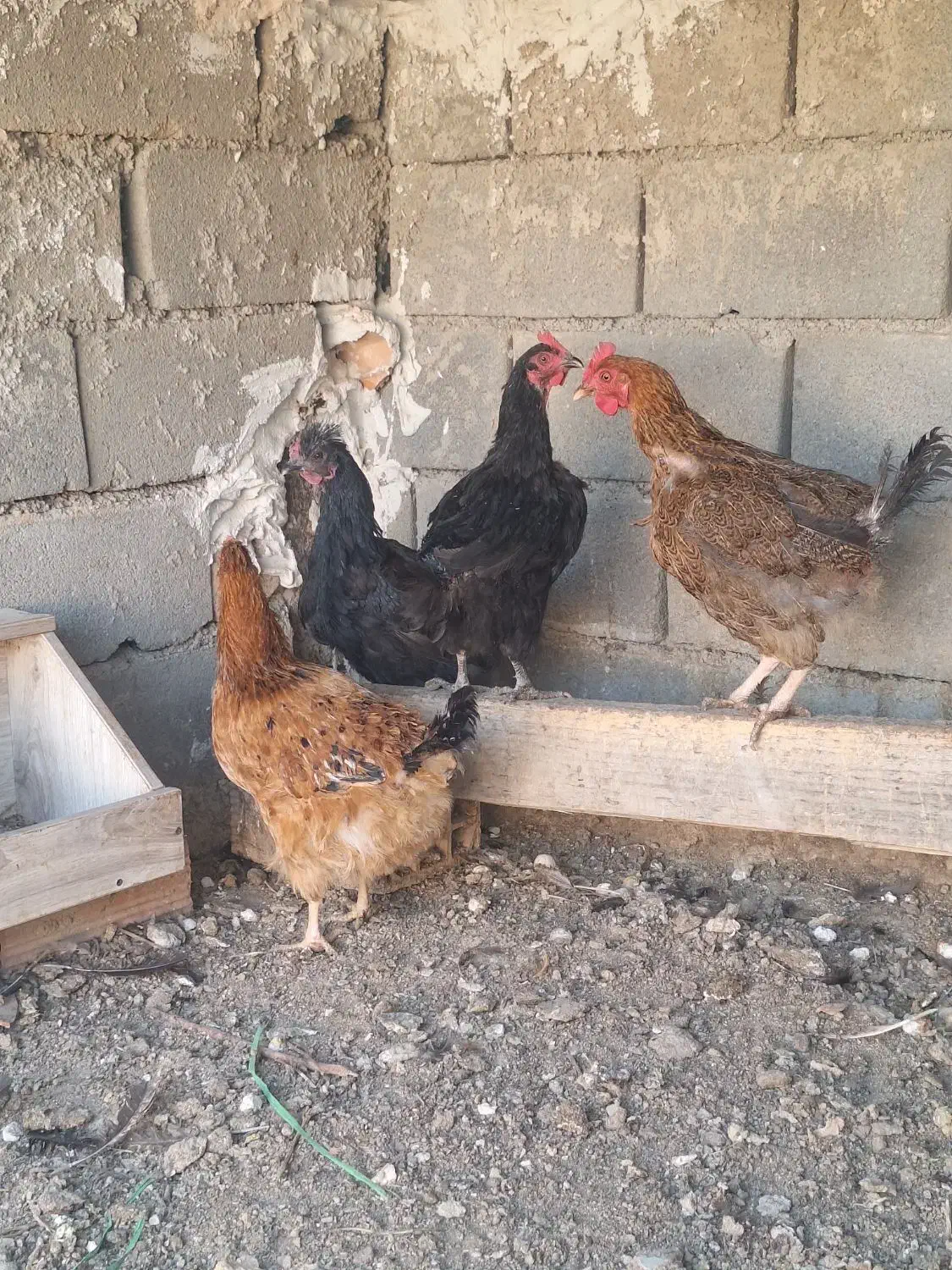 مرغ تخم گذار|حیوانات مزرعه|پاکدشت, خاتون آباد|دیوار