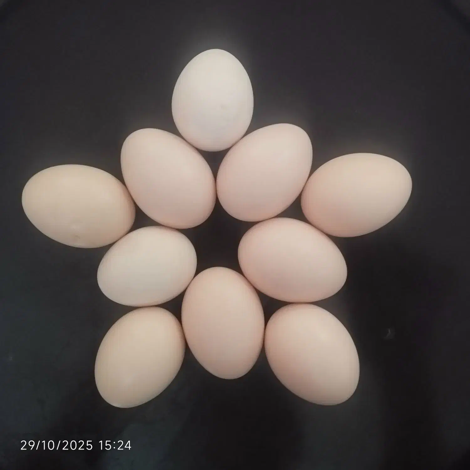 تخم مرغ نطفه دار و گوشت ایام سمانی|حیوانات مزرعه|تربت جام, پاسداران|دیوار