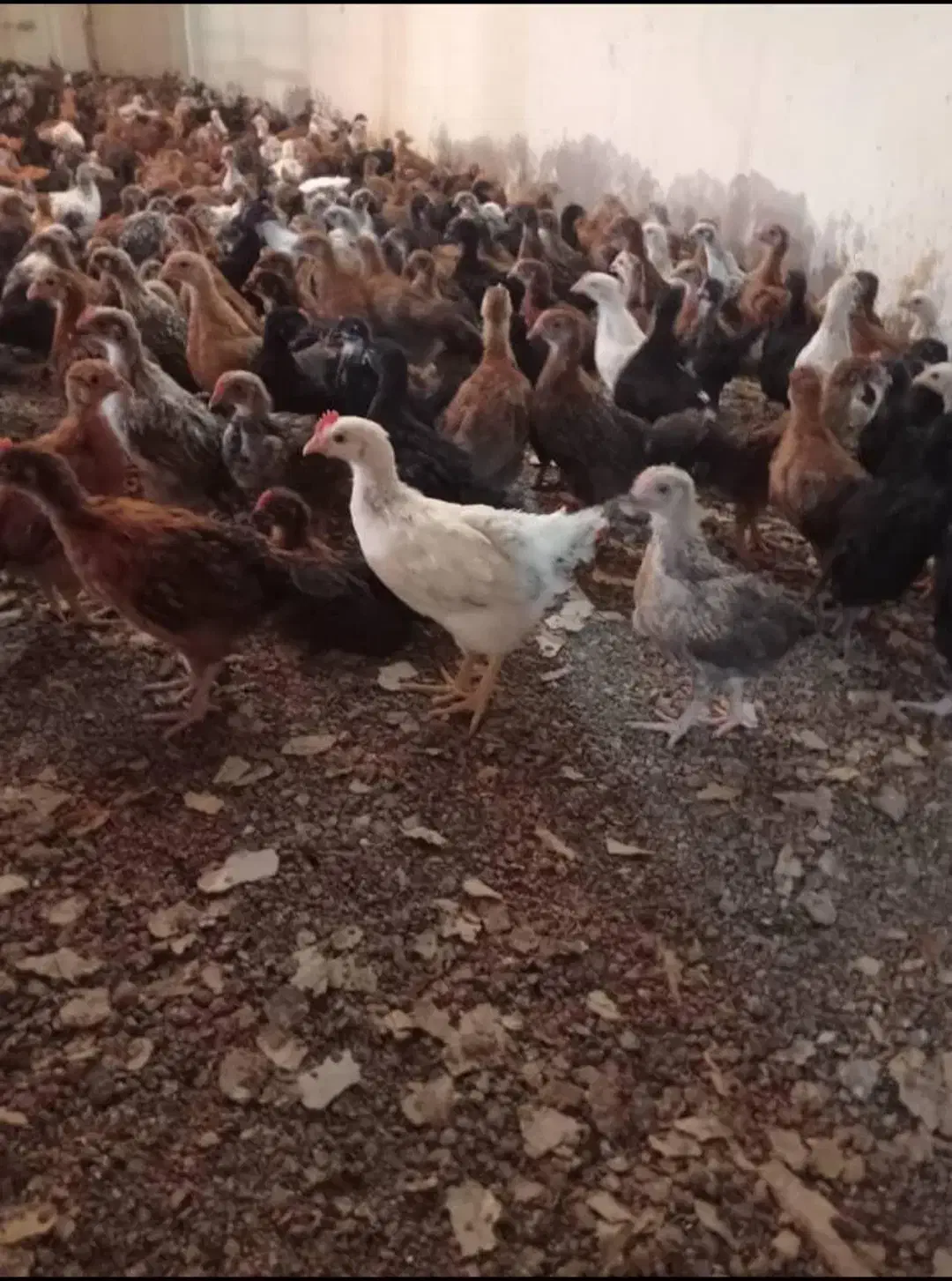 عمده جوجه محلی|حیوانات مزرعه|فسا, |دیوار