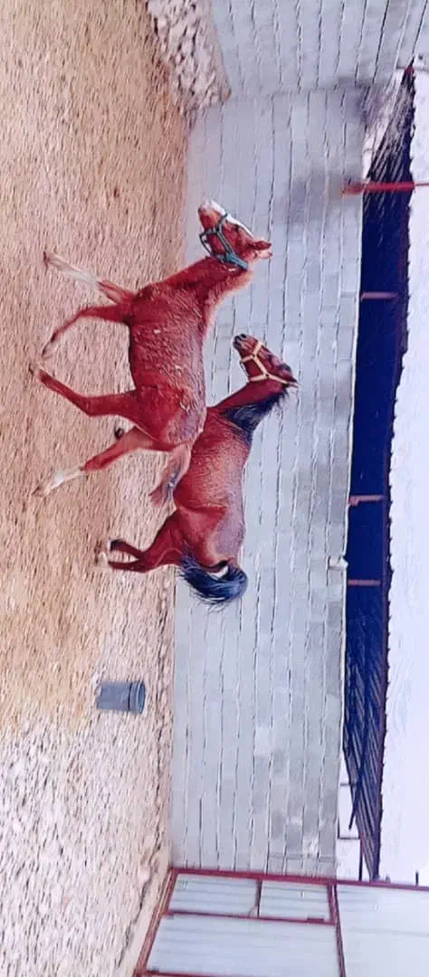 اسب و کره اسب|اسب و تجهیزات اسب‌سواری|کازرون, |دیوار