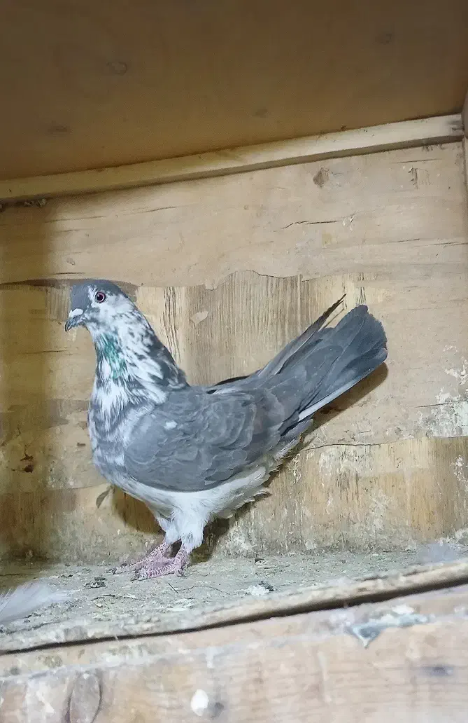 کبوتر پرشی غریب|پرنده|کوهدشت, |دیوار