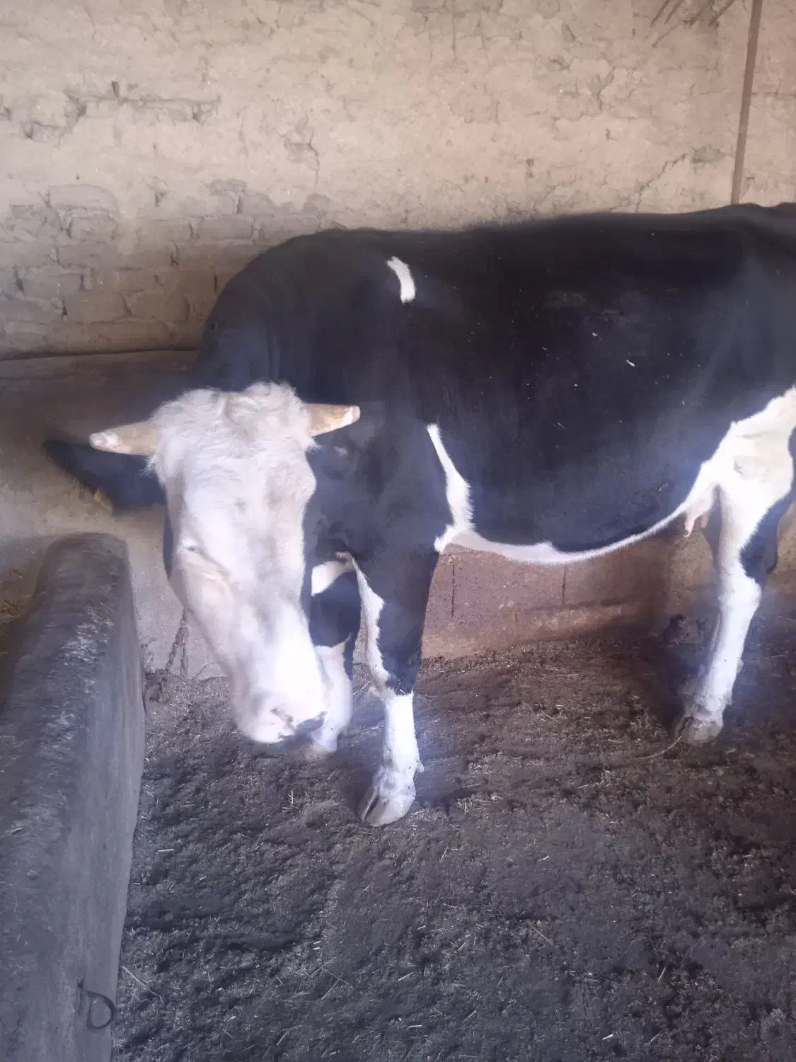 گاو سمینتال|حیوانات مزرعه|بیله سوار, |دیوار