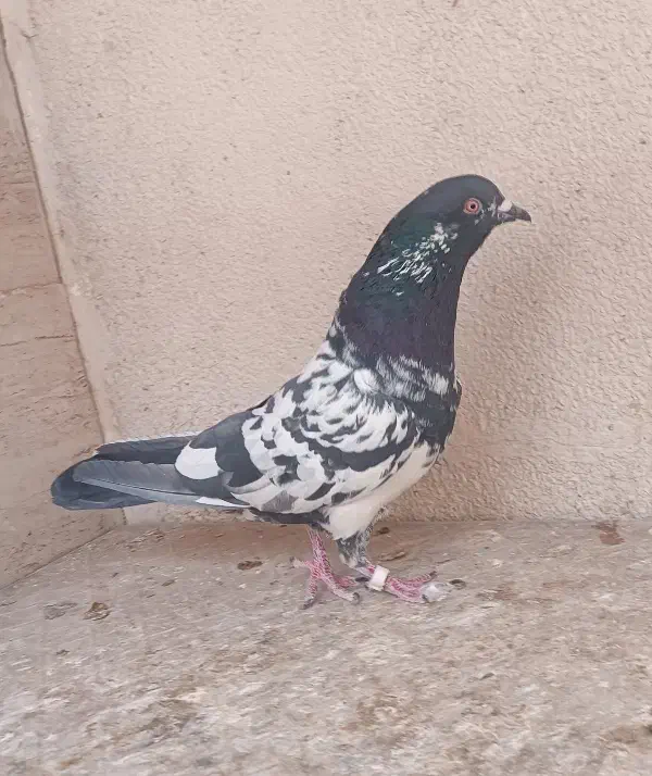 کبوتر پرشی پاکستانی|پرنده|شاهین‌شهر, شهرک مطهری|دیوار