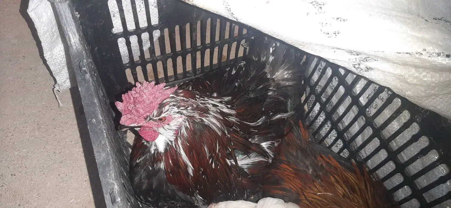 خروس چهل جیل گلین لری معاوضه با گندم یا خوراک|حیوانات مزرعه|بلداجی, |دیوار