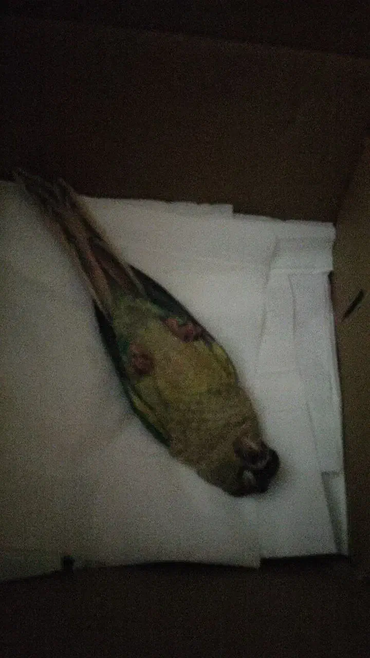 جوجه گرینچیک سرلاکی کاملا رام|پرنده|ری, شهادت|دیوار