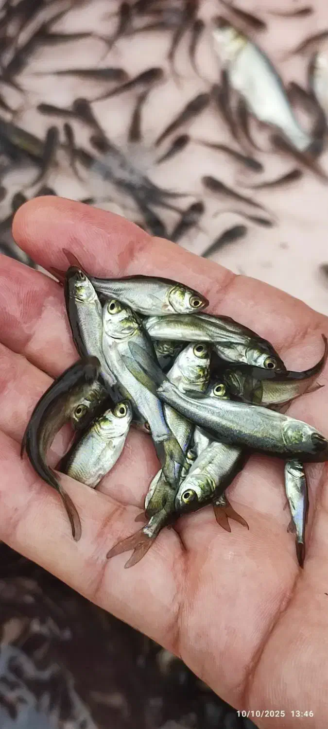 بچه ماهی آمور از لارو امسال|ماهی|رویان, |دیوار