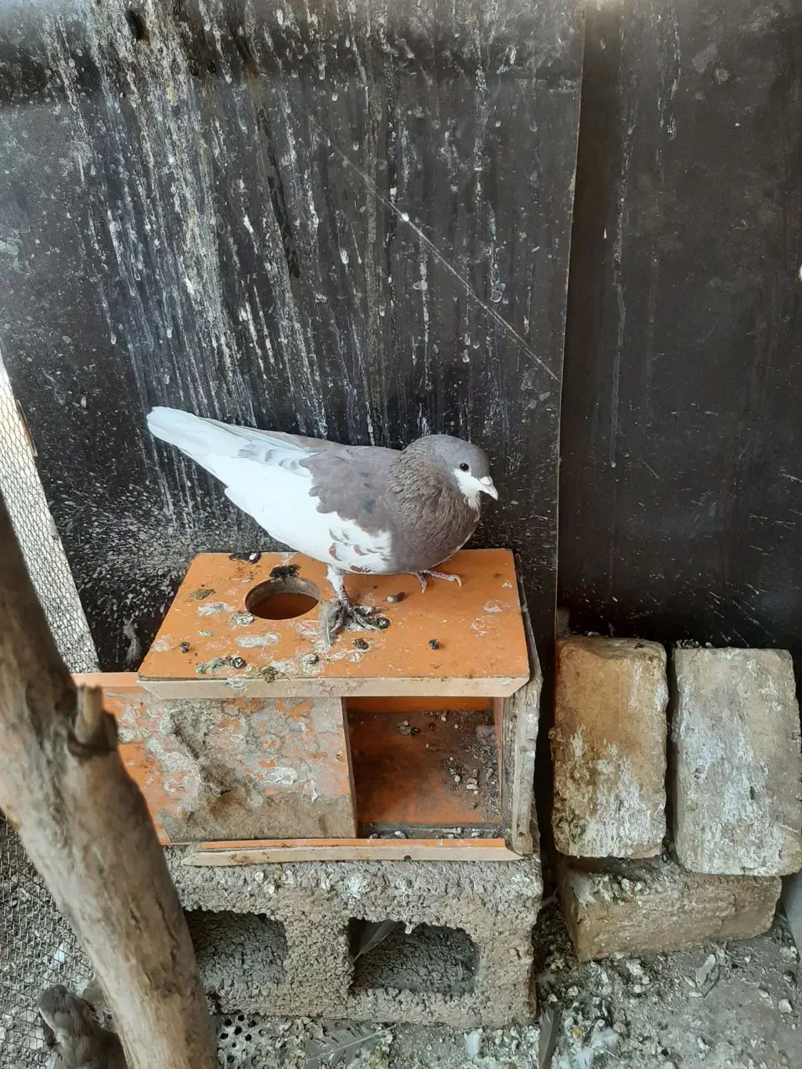 چپ سرخ خال دار|پرنده|شیراز, جانبازان|دیوار