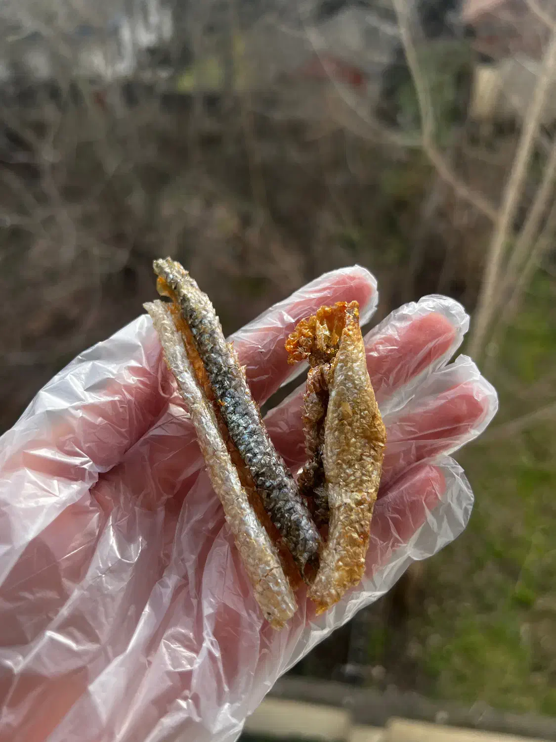 تشویقی سگ|لوازم جانبی حیوانات|رشت, پیرسرا|دیوار