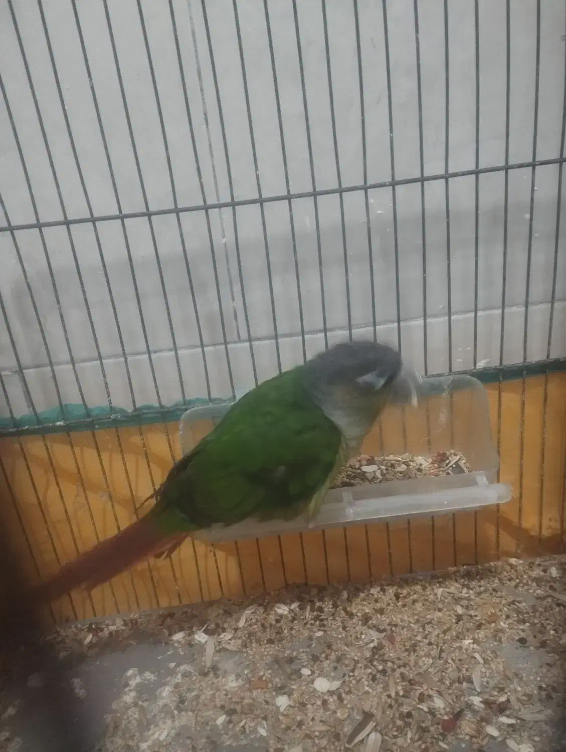 گرینجیک نیمه دستی بالغ|پرنده|زابل, |دیوار