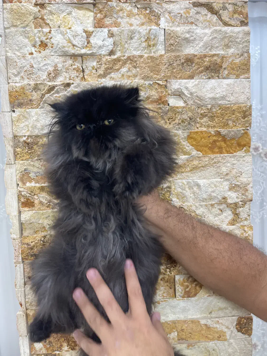 پرشین بلو|گربه|ارومیه, |دیوار