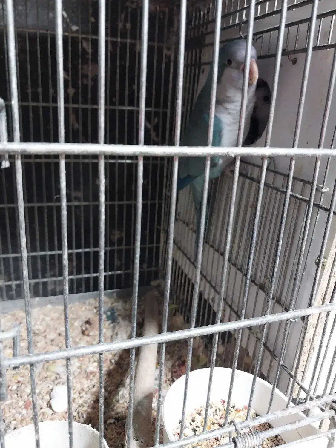 راهب|پرنده|رشت, جانبازان|دیوار